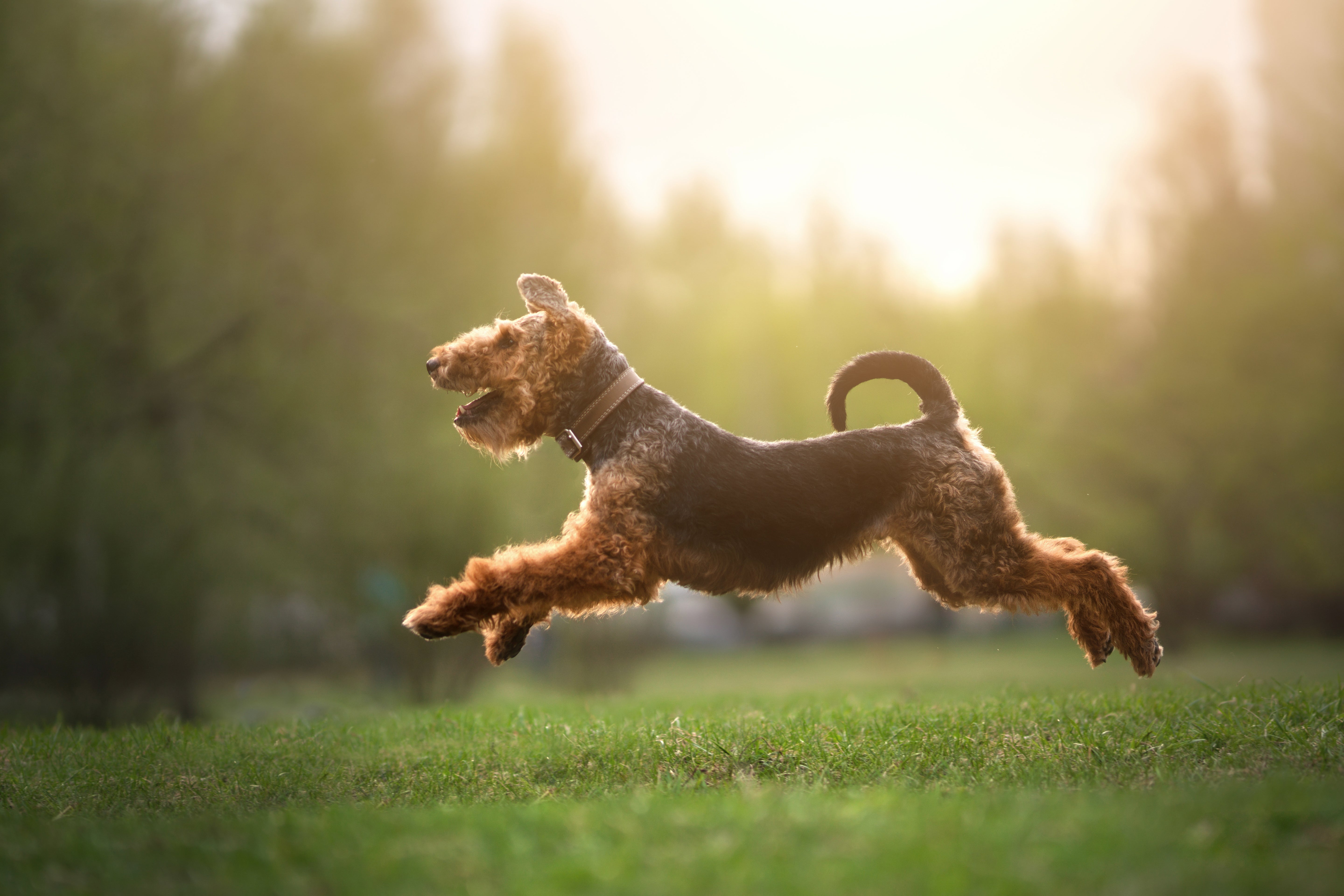 Dog running on the grass