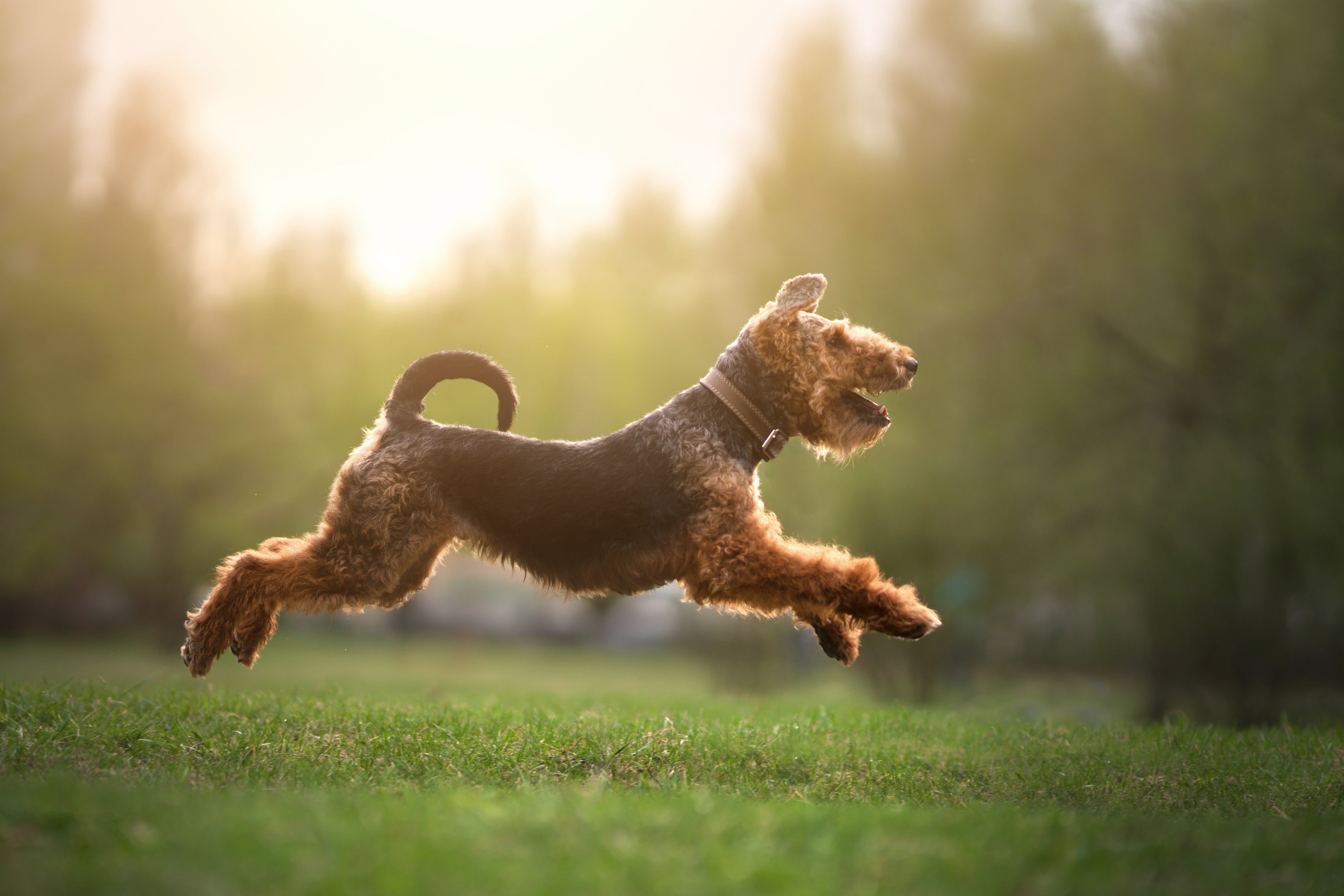 Dog running in a field