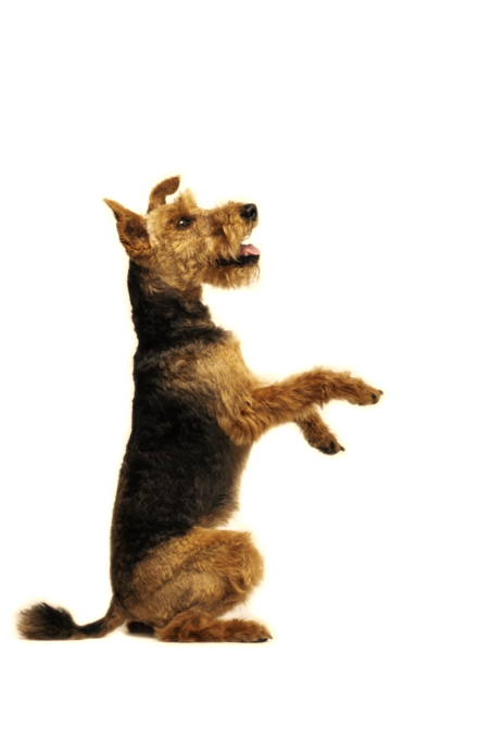 Dog sitting