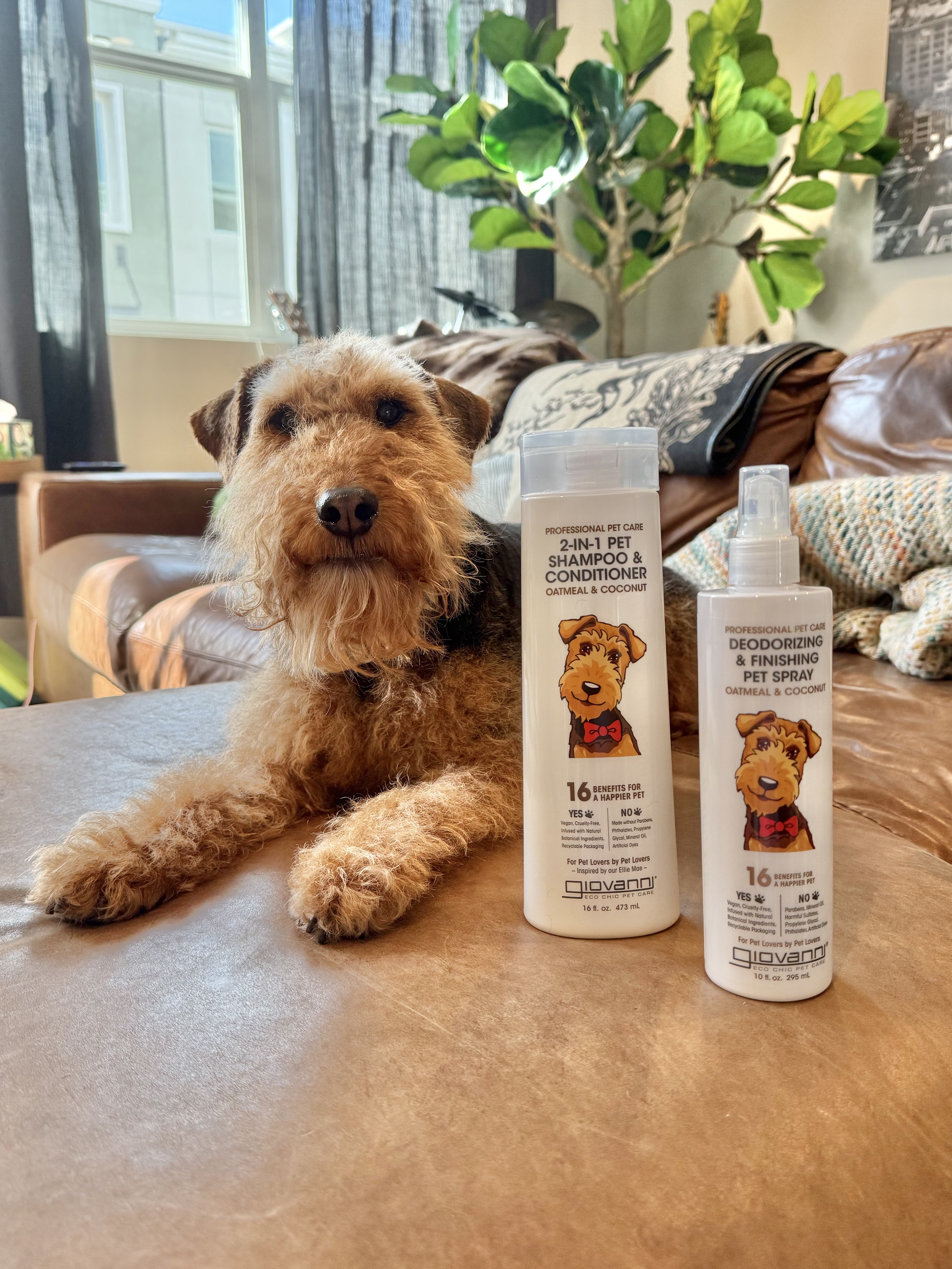 A brown and black dog sits on a couch next to two bottles of Giovanni Cosmetics PROFESSIONAL 2-IN-1 PET SHAMPOO & CONDITIONER, each labeled with cartoon dog faces. Sunlight and a plant are visible in the background.