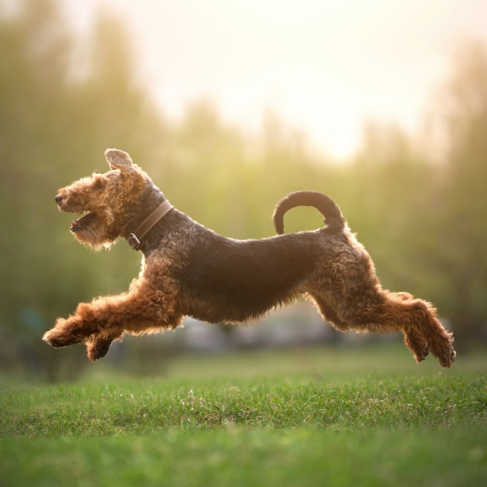 Dog running in field